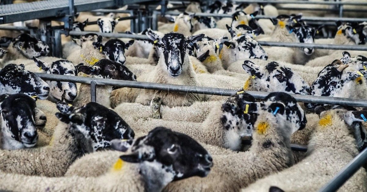 Melilla autoriza la importación de casi 4.100 borregos para Pascua Sacrificio