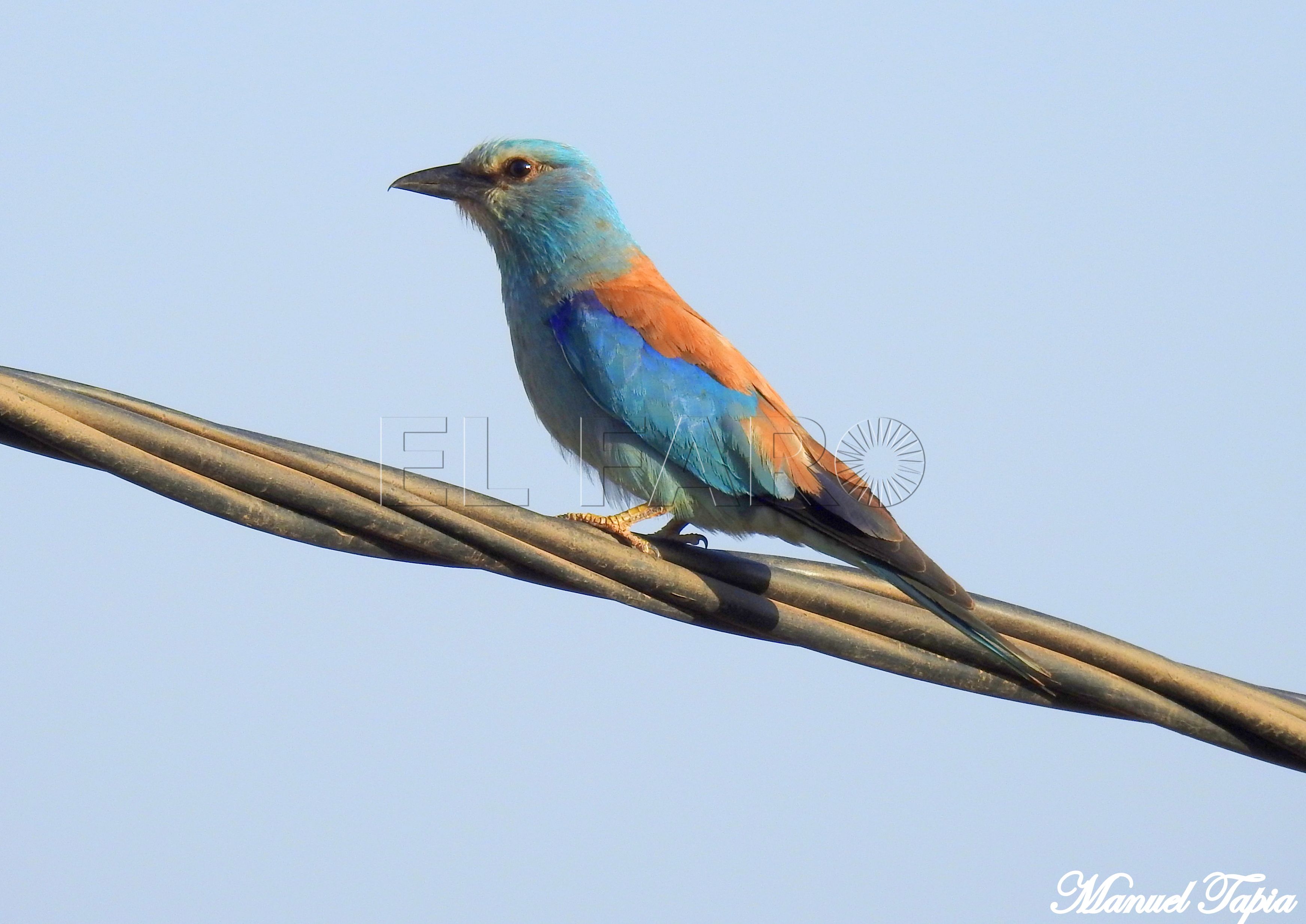 Carraca europea: cita estival en Melilla