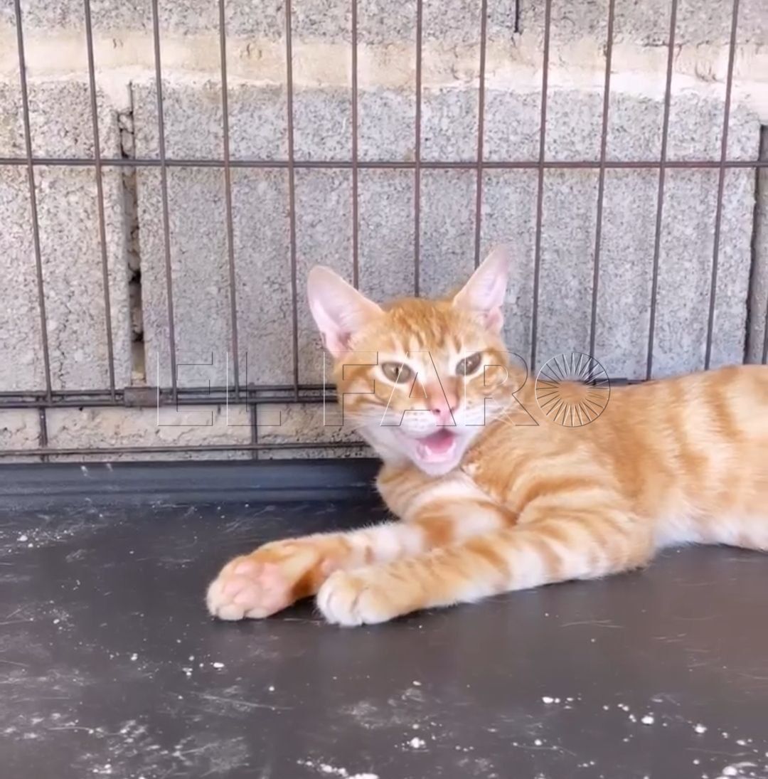 La Protectora de Animales de Melilla pide ayuda ante la ola de calor