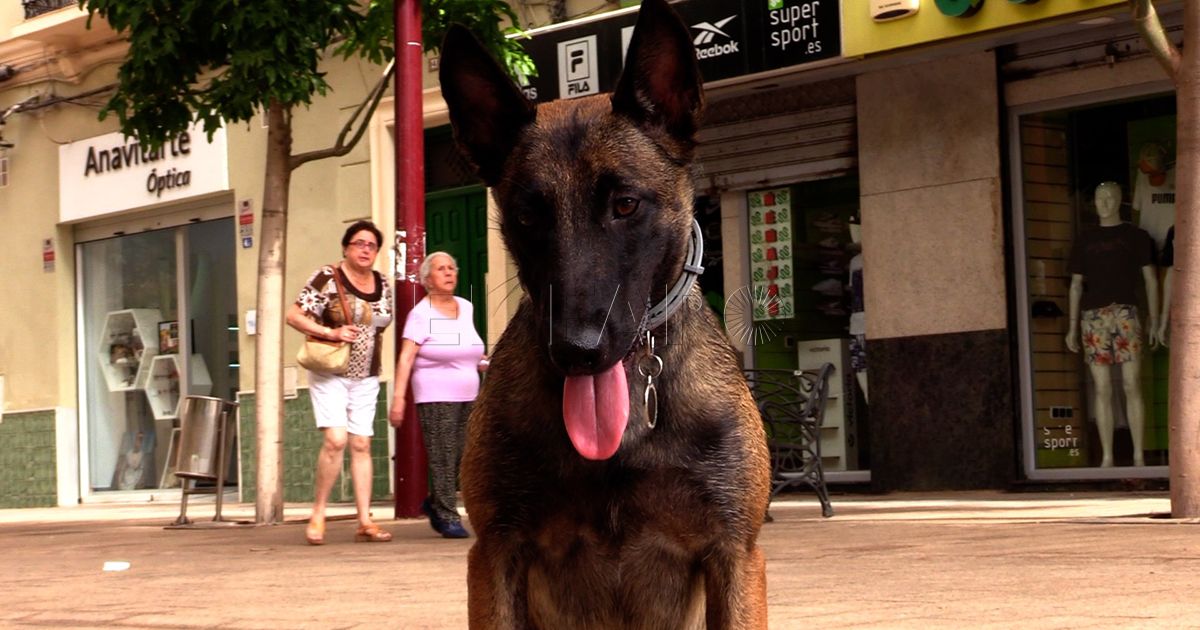 El puerto de Motril permite ya la entrada de mascotas desde Melilla