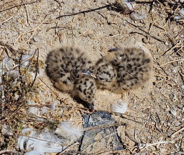 La gaviota de Audouin mantiene a duras penas sus colonias en Melilla