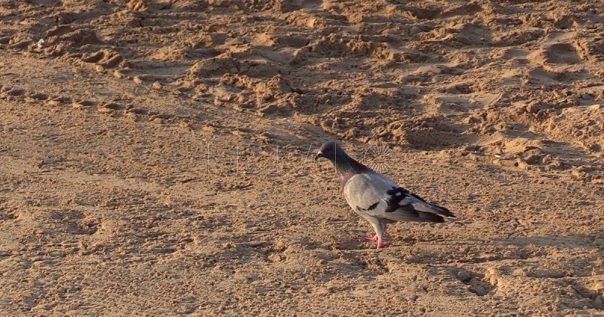 Palomas en la playa en Melilla: "No es normal"
