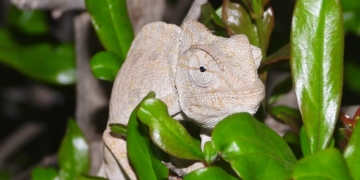 Camaleón común (Chamaeleo chamaeleon). Foto: Manuel Tapia.