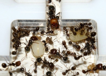 Messor barbarus: Un mundo de hormigas bajo nuestros pies