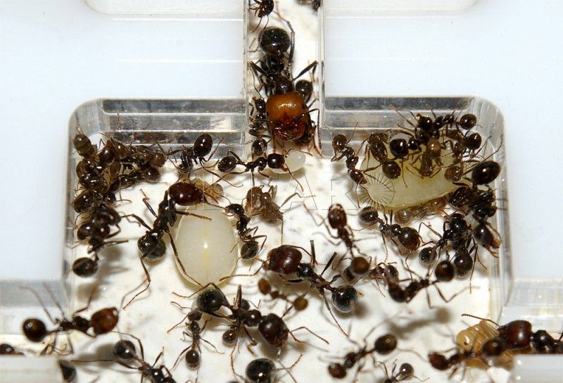 Messor barbarus: Un mundo de hormigas bajo nuestros pies