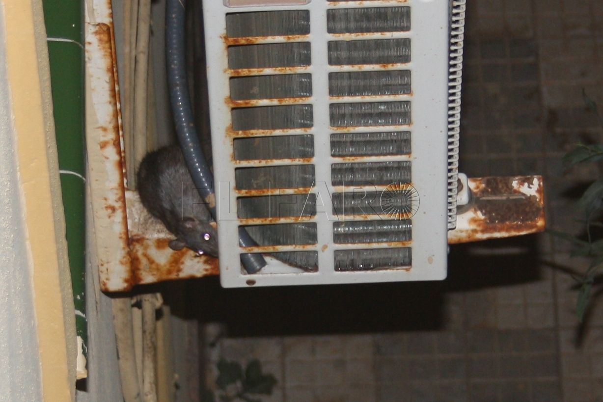 Campaña de desratización en toda Melilla