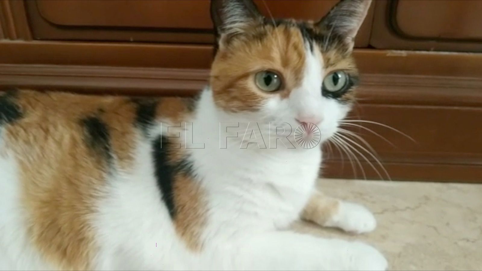 Gatos, tendencia en aumento en los hogares españoles