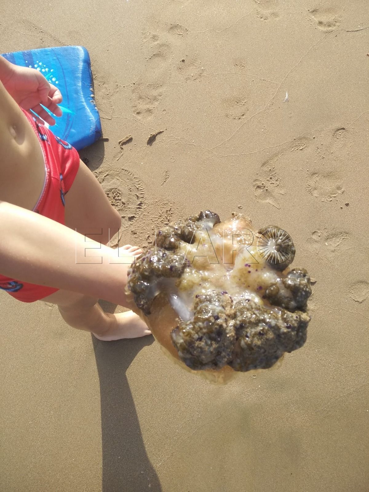 Pescando con la mano y jugando en la playa con las medusas "que no pican"