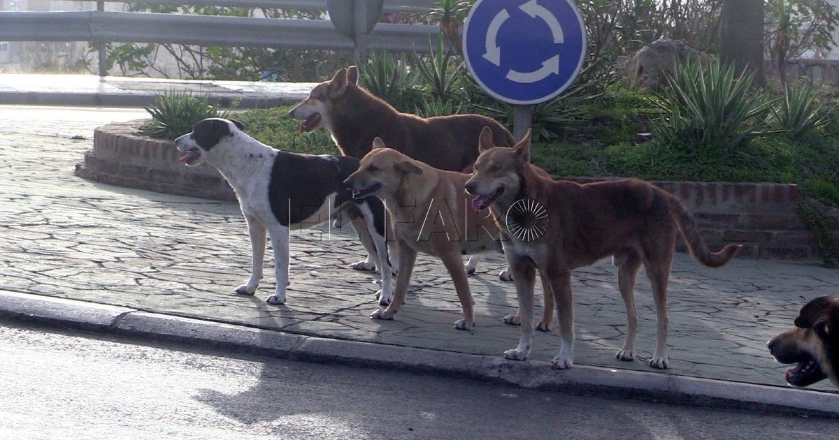 Marruecos lanza en Oujda su primera campaña de vacunación contra la rabia en perros callejeros