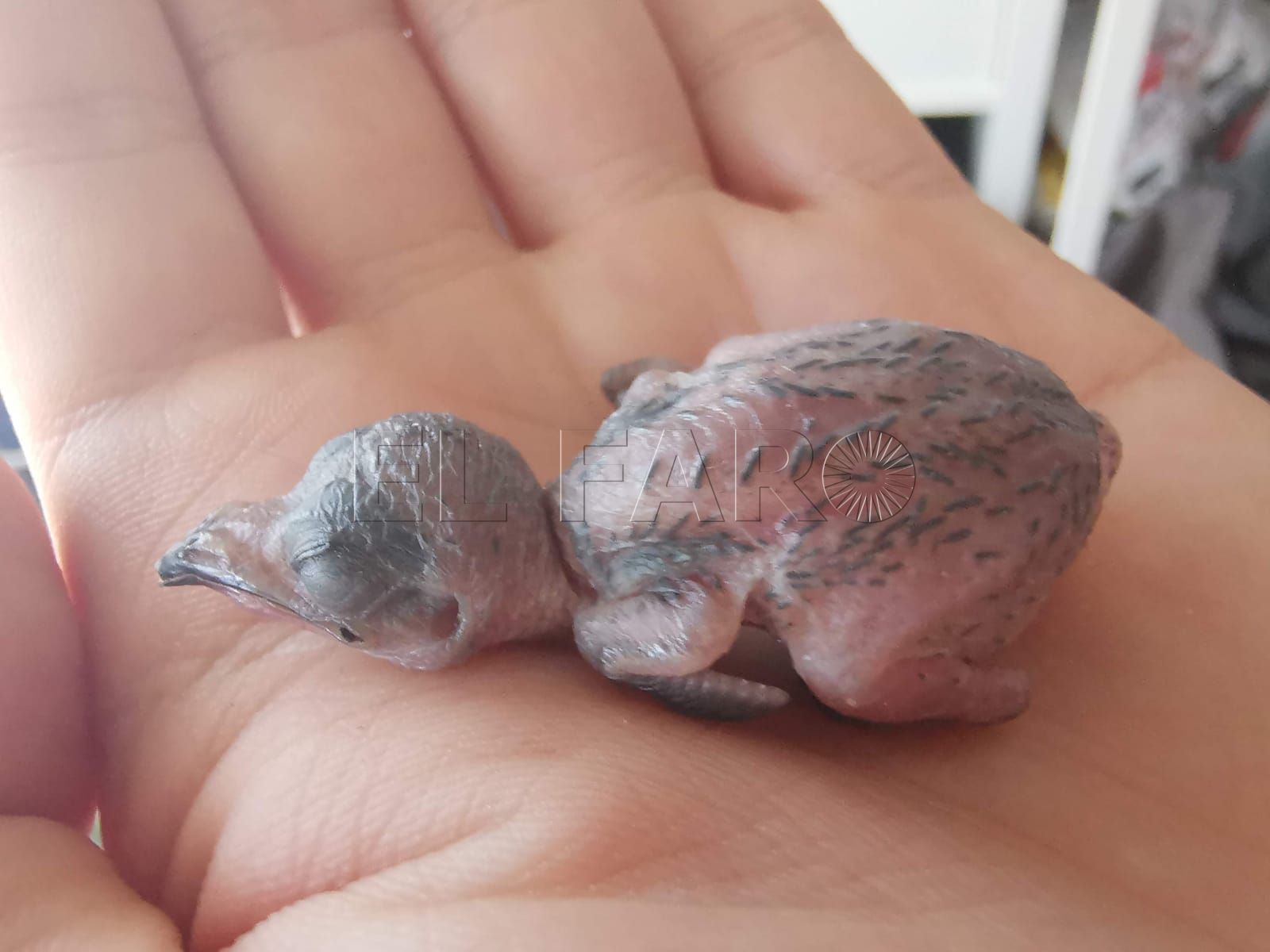 Medio Ambiente, pendiente del permiso del Ejército para un futuro centro de recuperación