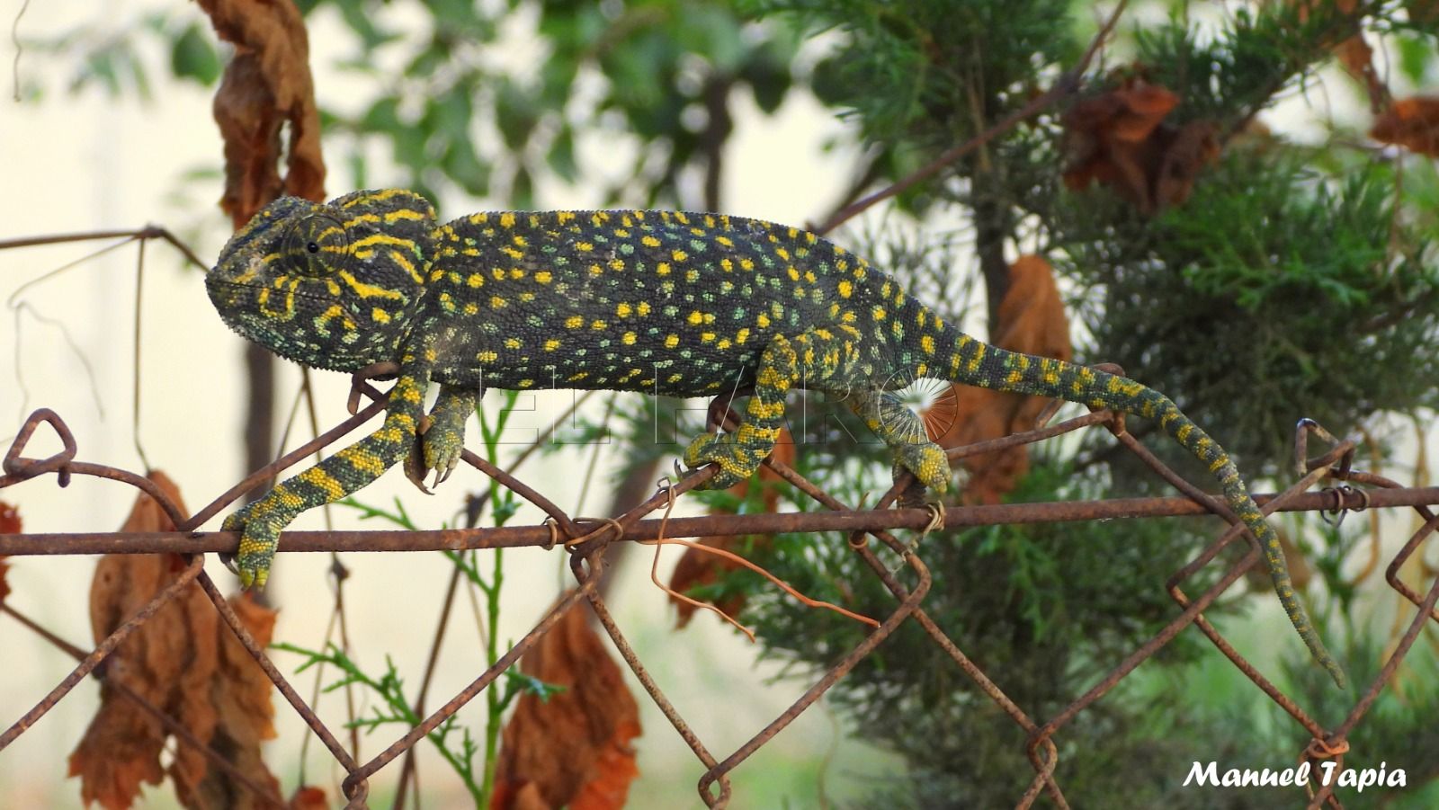 Camaleón: el reptil que subió a los árboles