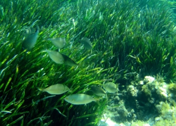 La posidonia oceánica, la planta que conquistó el Mediterráneo