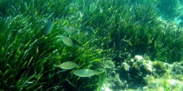 Salemas pastando la posidonia.