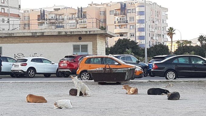 Derogado el nivel 1 de alerta por rabia en Melilla