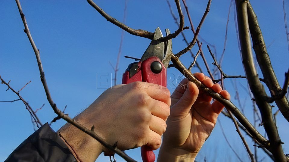 Interludio (escamondar)