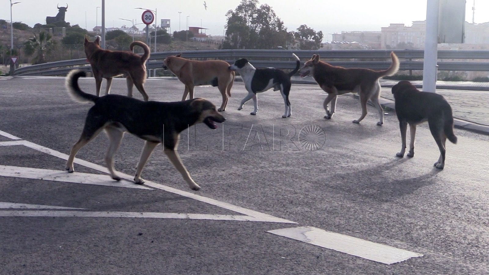 Se decretará nivel 1 de alerta por rabia si el perro que dio positivo no llegó desde Marruecos