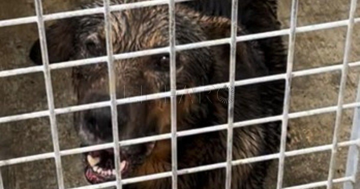 Nuevo caso de rabia en un perro encontrado cerca del centro Infantil del Colegio España