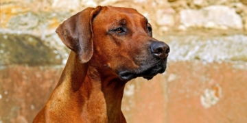 Rhodesian Ridgeback, una raza de origen sudafricano principalmente usada para la caza, la guarda y la compañía. Foto: Pixabay.