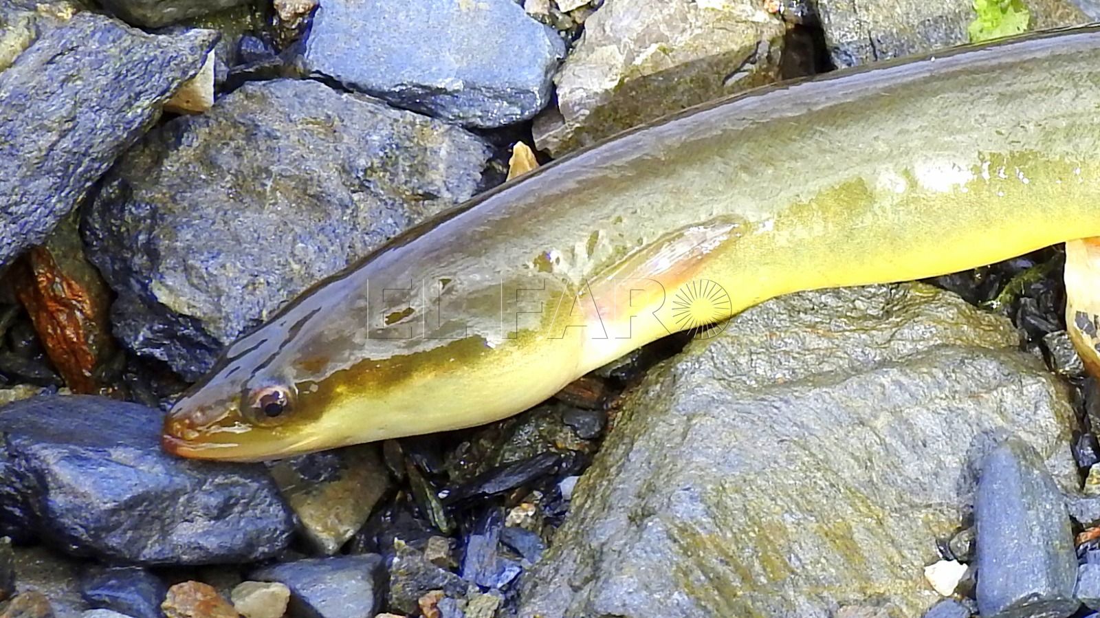 Angula De Rio Anguilas en el río de Oro