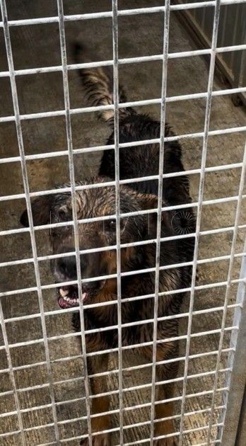 Vacunado un hombre por contacto con el perro con rabia