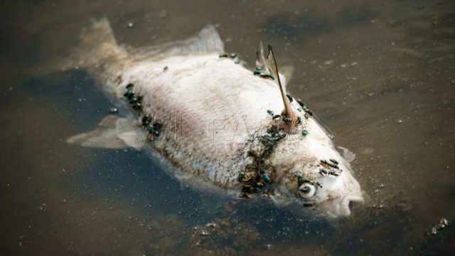 Aparecen cientos de peces muertos en la desembocadura del río Moulouya, cerca de Nador