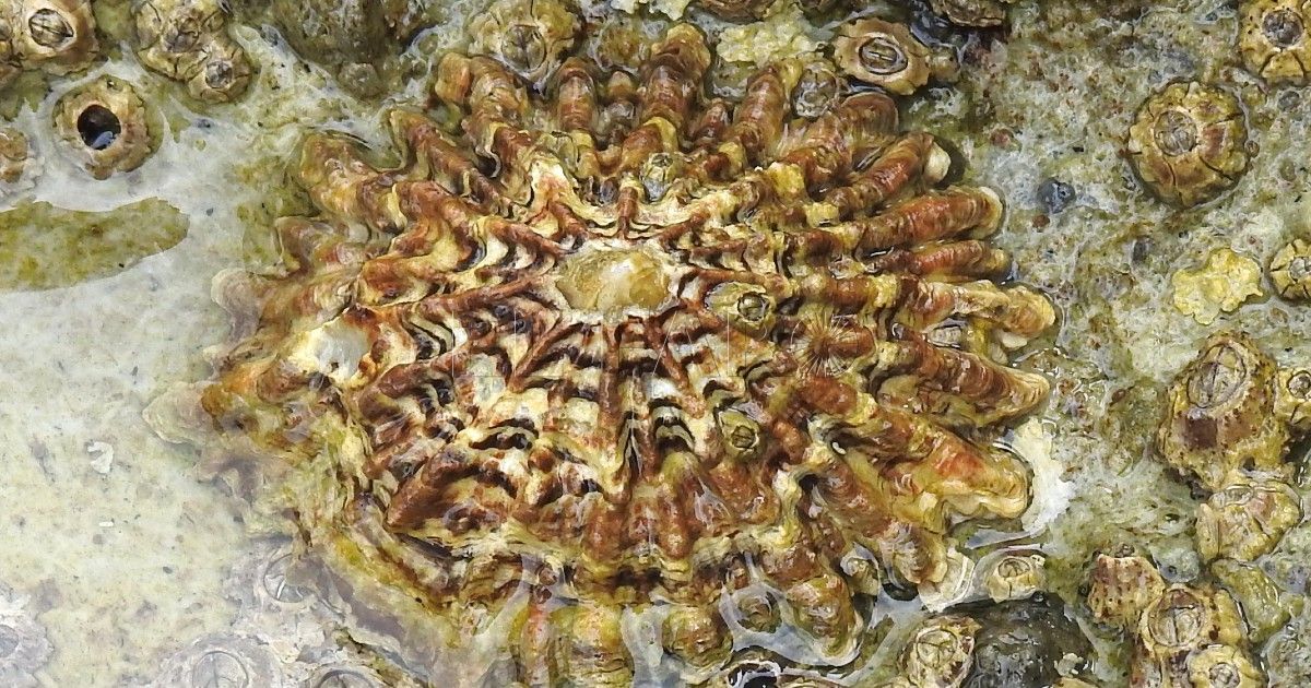 Patella ferrugínea, la especie más protegida de Melilla