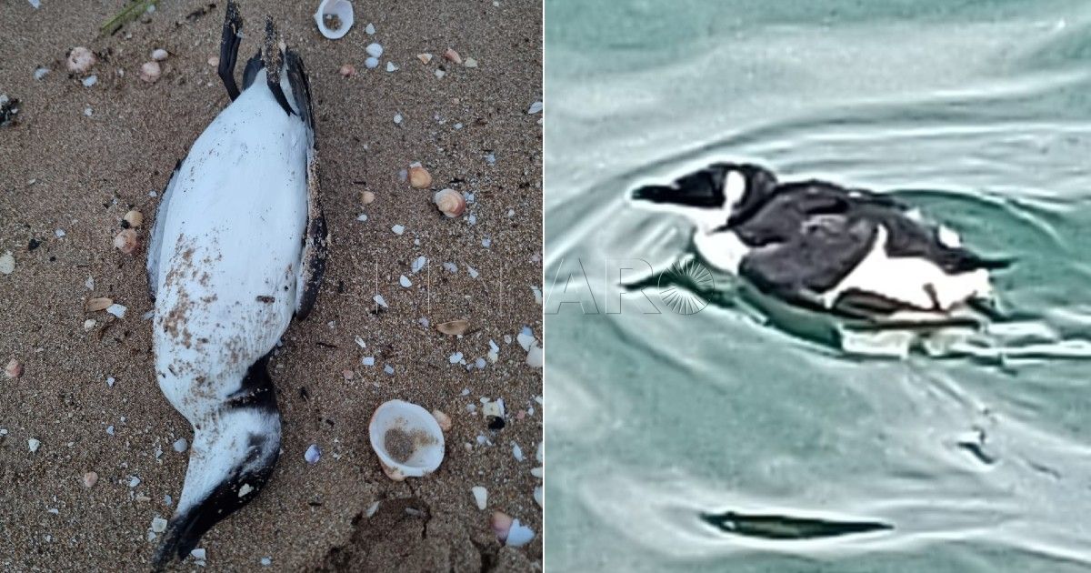 Hallan muerta en la playa del Hipódromo un ave similar a un pingüino