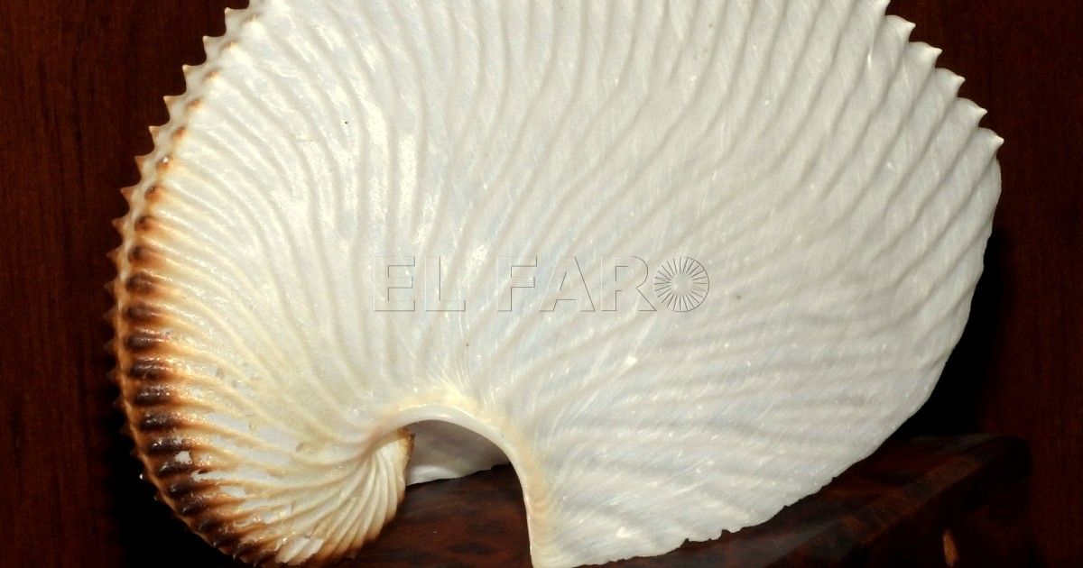 Argonautas
