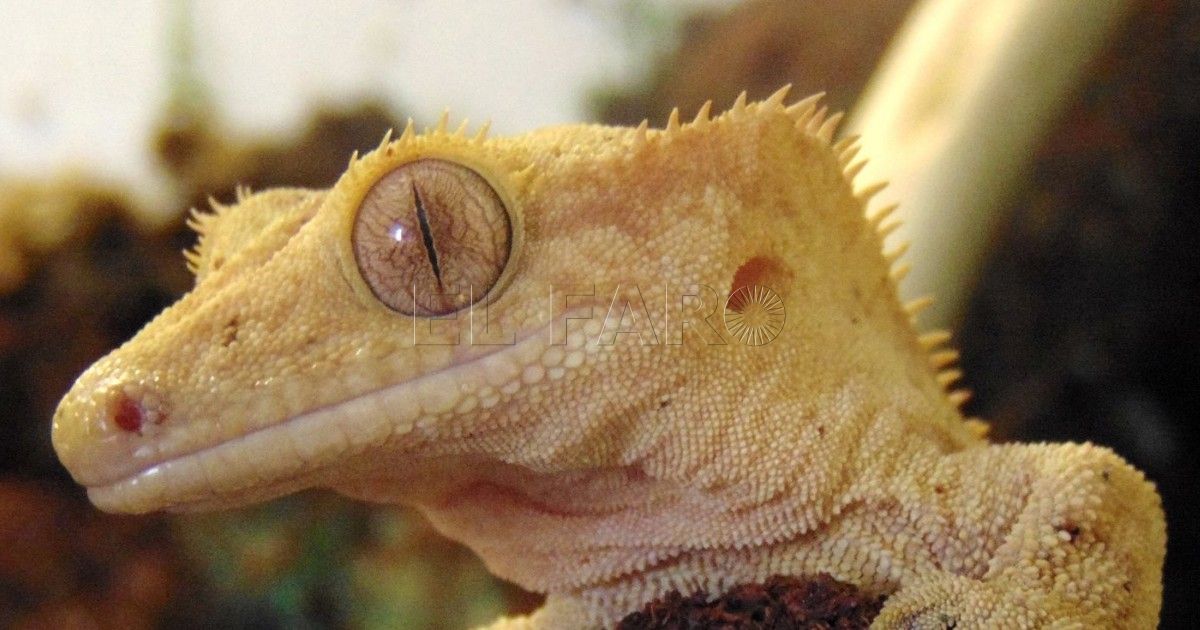 El gecko que 'resucitó'