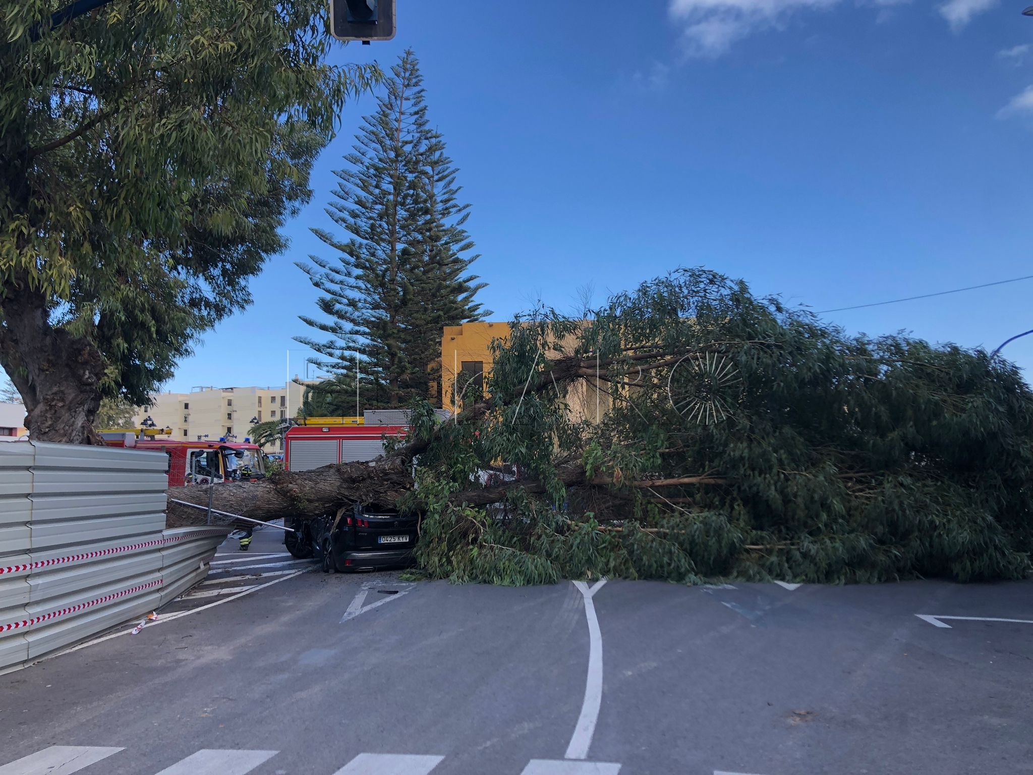 El PSOE de Melilla "rechaza el maltrato al arbolado" y recuerda que planteó elaborar un reglamento de conservación
