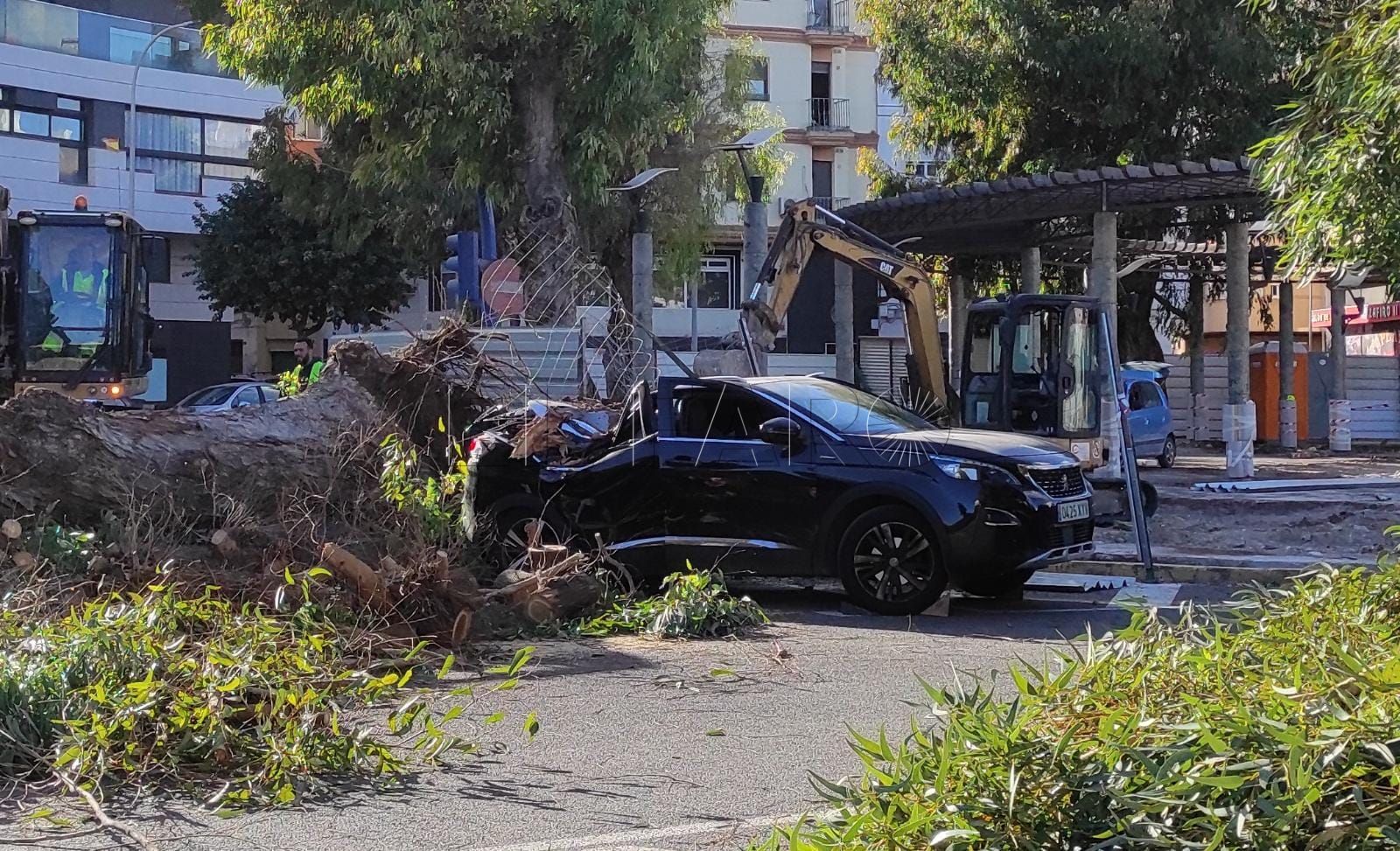 Guelaya y la Plataforma por el Arbolado piden la dimisión de Hassan Mohatar