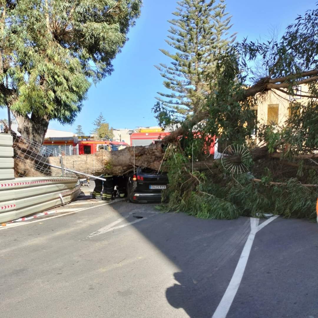 Vox Melilla afea la postura del Gobierno ante el informe sobre el árbol caído en la plaza Daoiz y Velarde