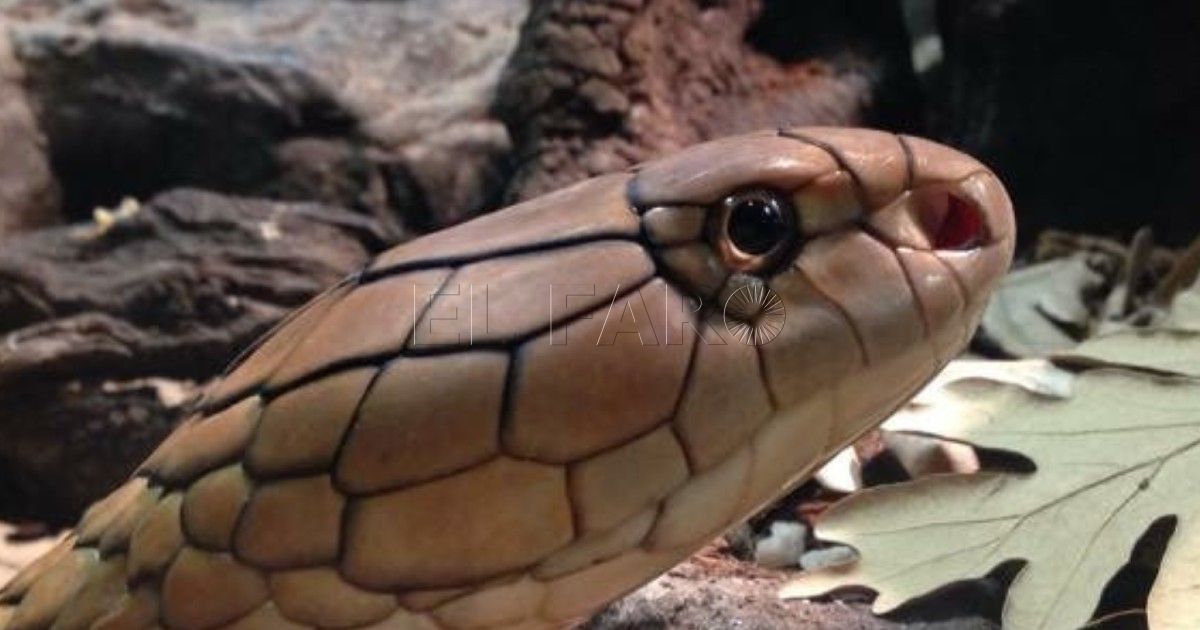 La serpiente que come serpientes