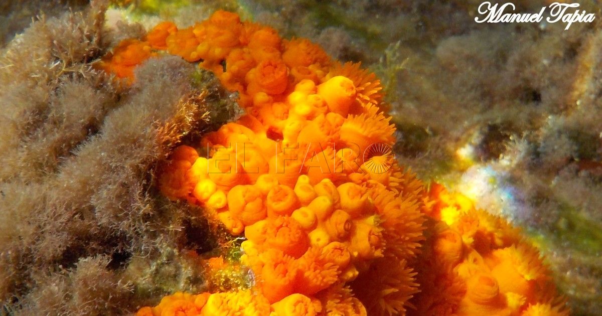 El coral anaranjado