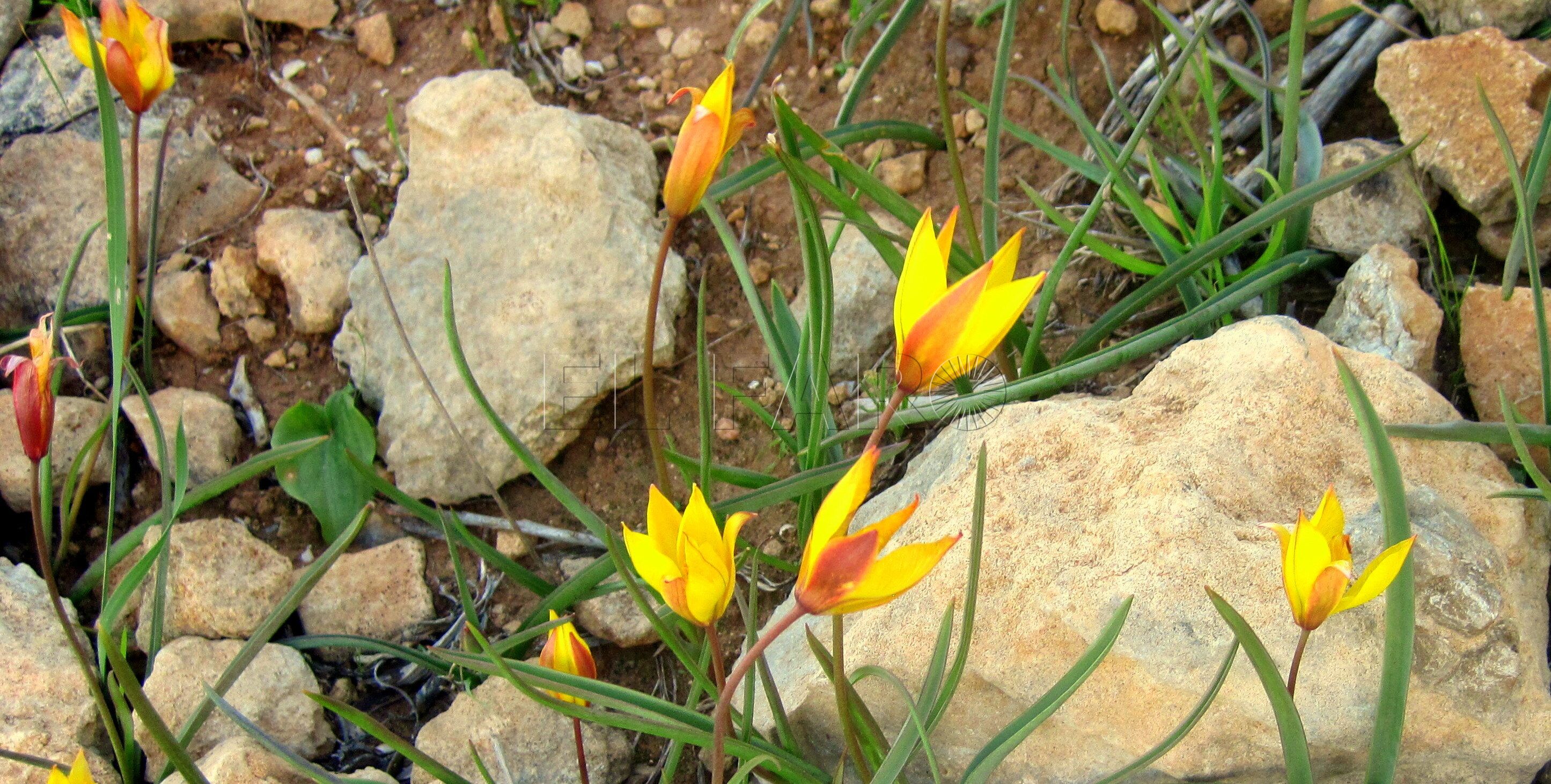 Tulipanes en el Nano