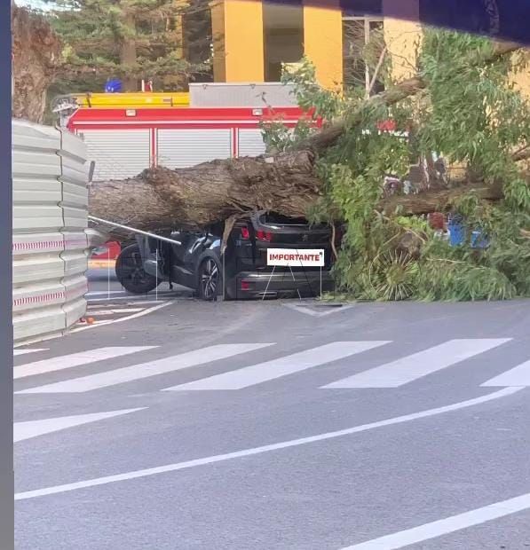 Ya está en Melilla la ingeniería especializada en árboles