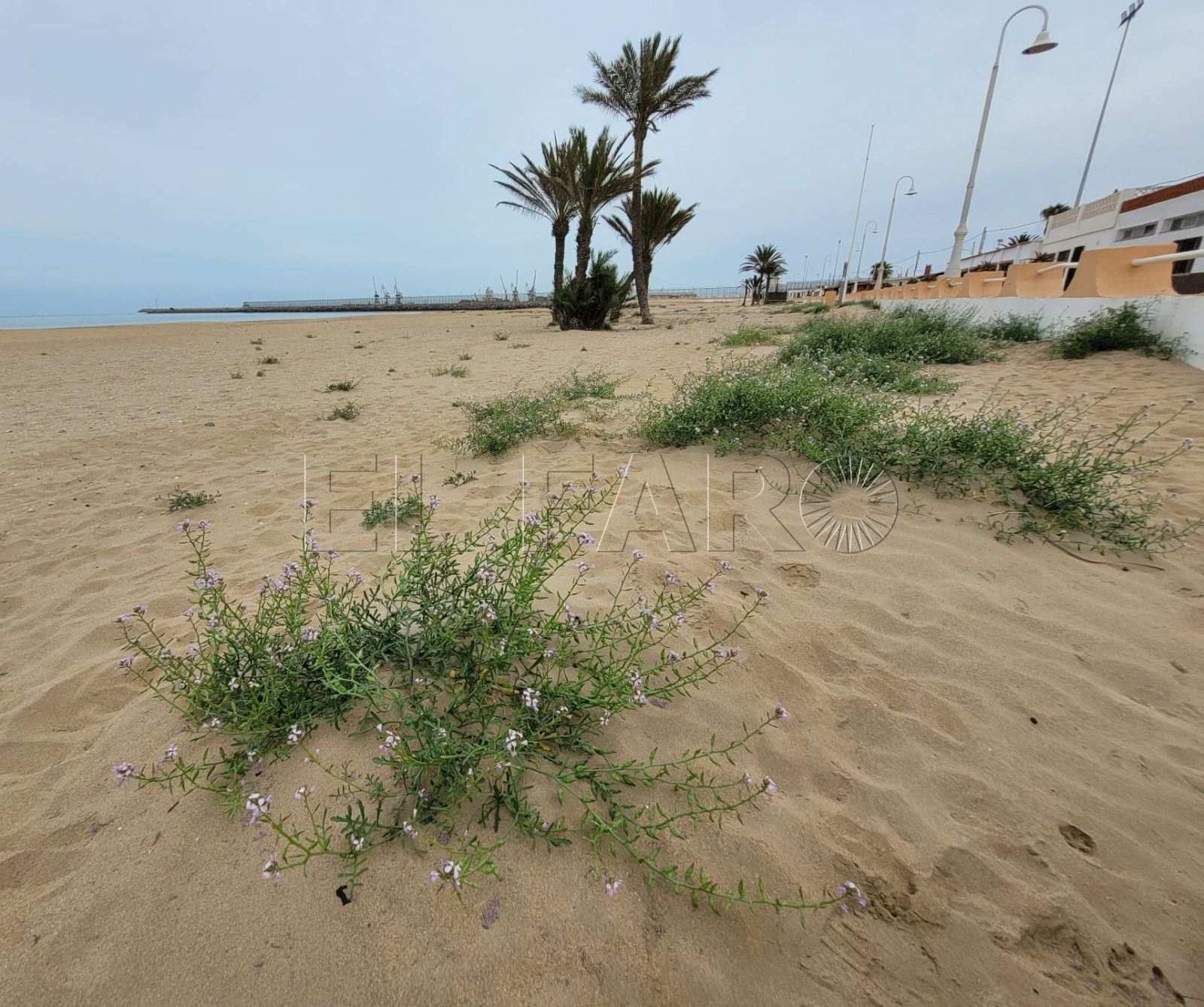 Melilla en Verde solicita la regeneración de las playas evitando el uso de maquinaria en su limpieza