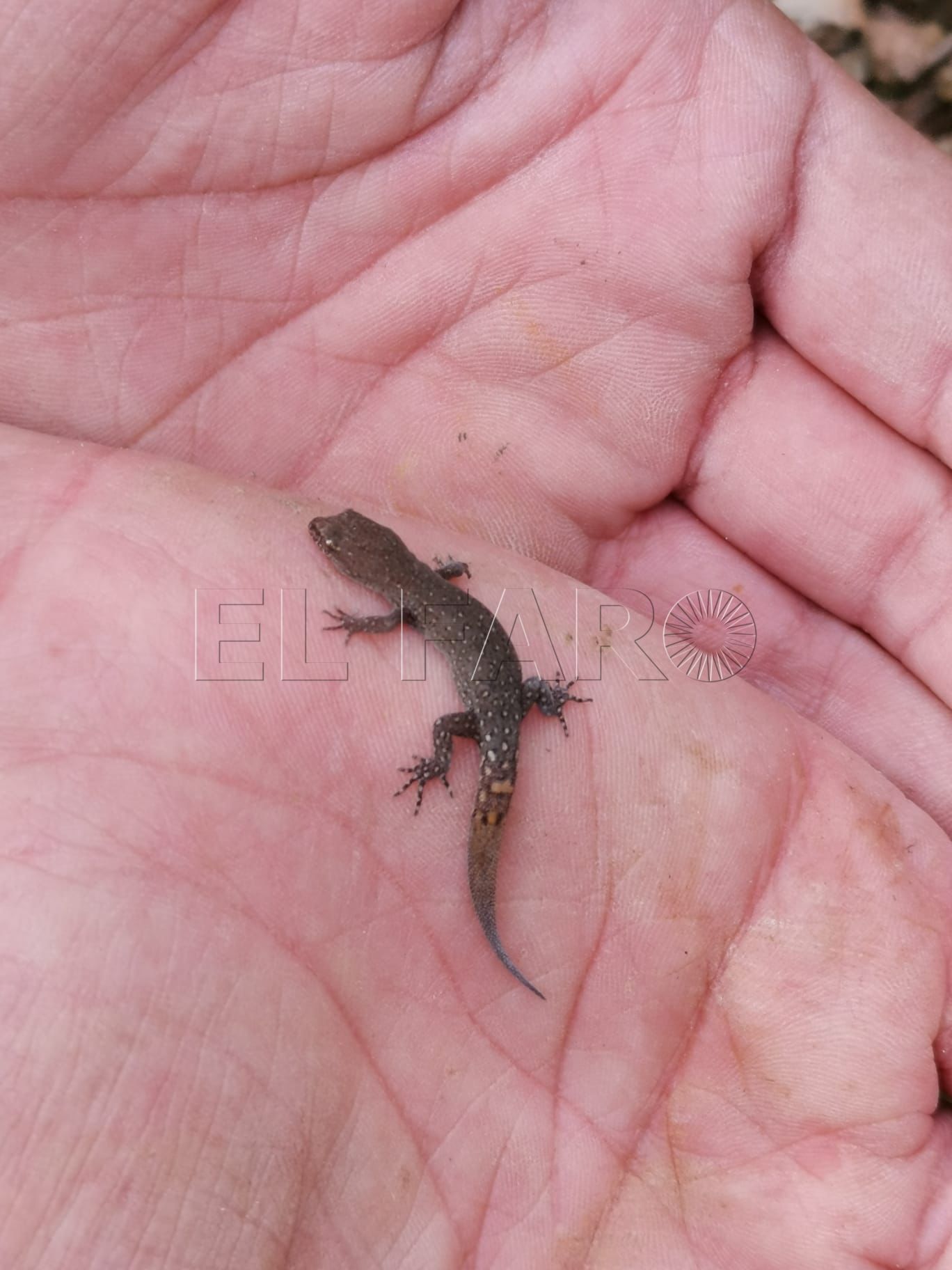 El geco de Alborán no existe