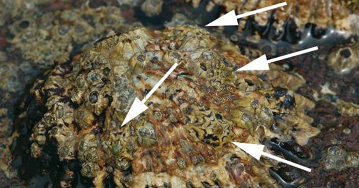 Estudian en las Chafarinas el reclutamiento de una lapa en peligro de extinción