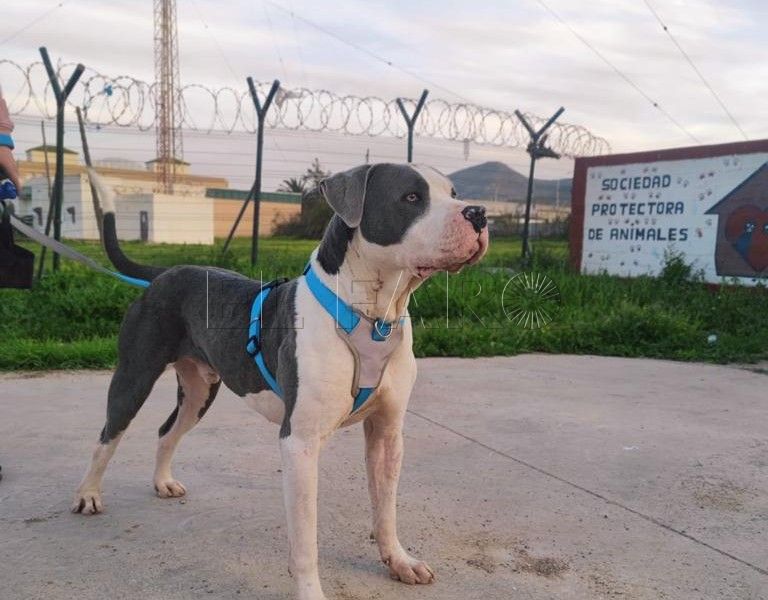 La Sociedad Protectora de Animales pide urgente pienso y otras donaciones