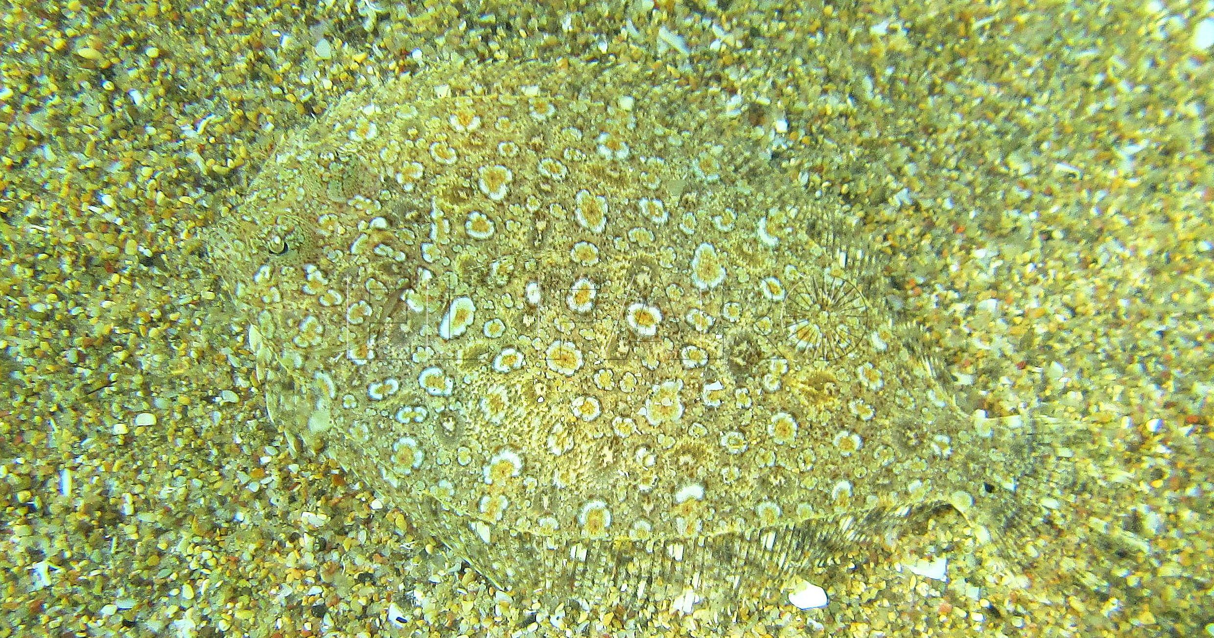 Tapaculos, arte bajo el mar