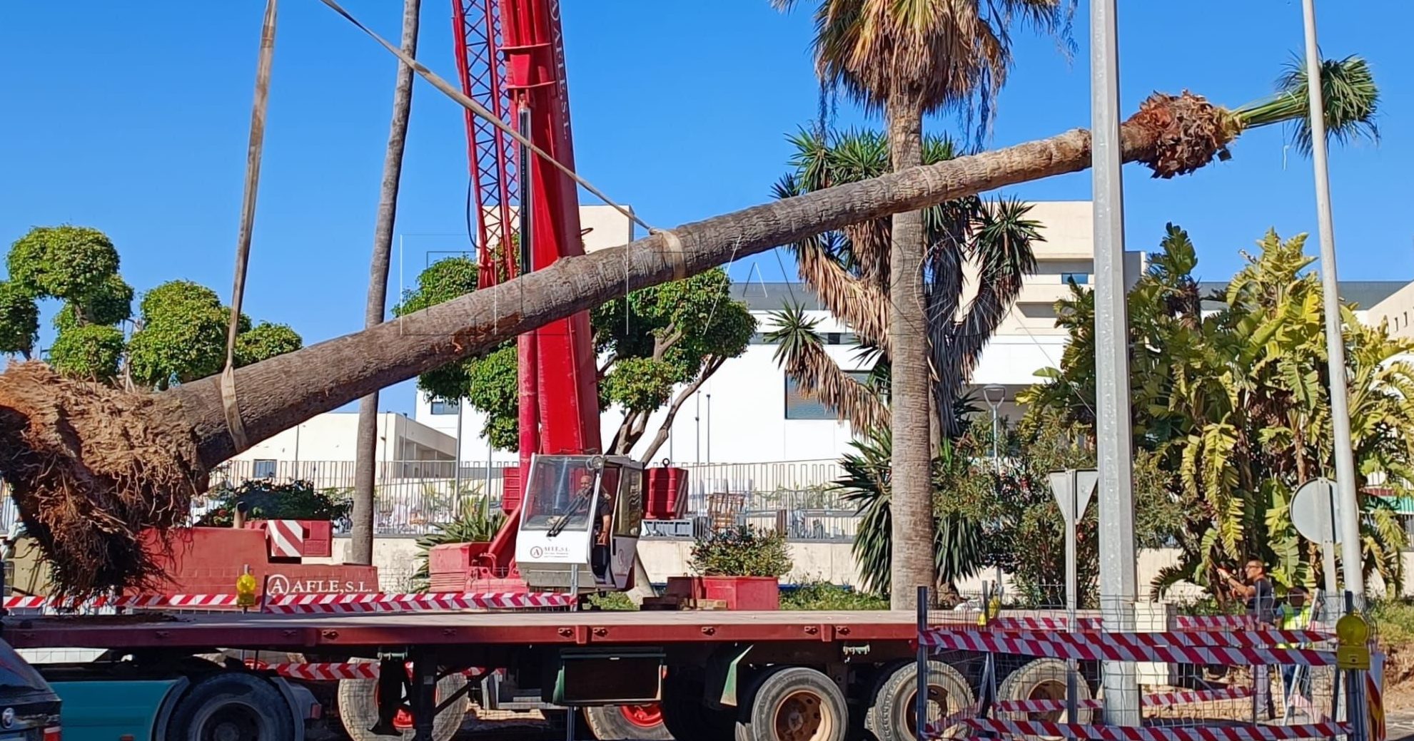 Guelaya denuncia el "atentado" contra las palmeras del jardín de Altos de la Vía