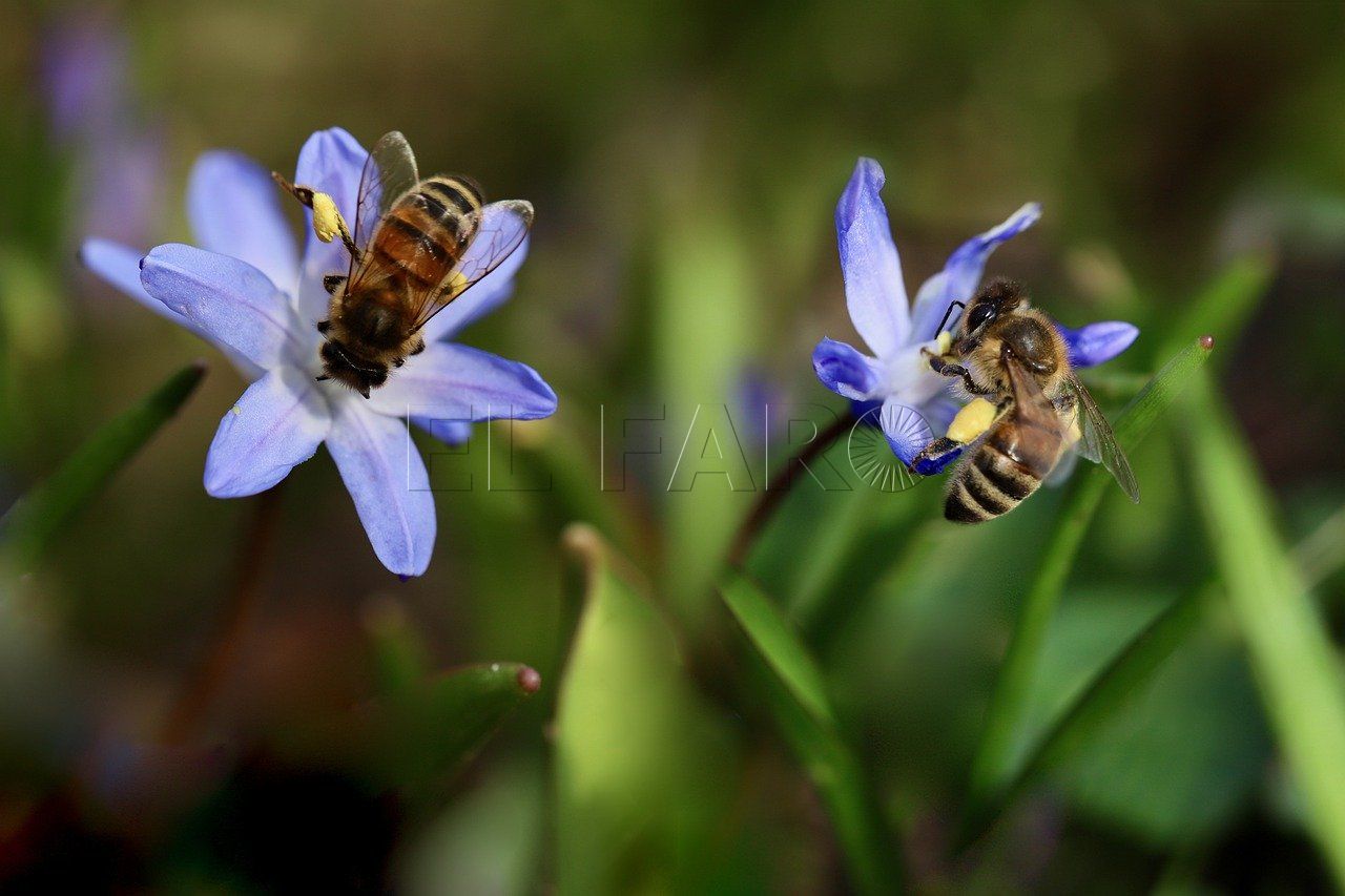 La colmena de abejas del barranco del Nano vuelve a sufrir otro ataque