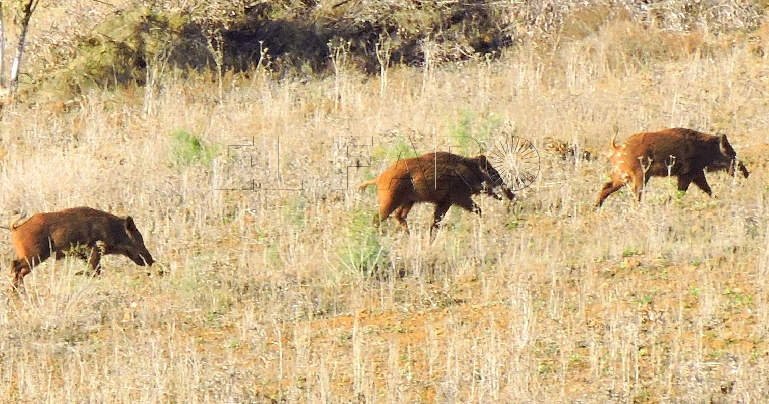 Jabalíes norteafricanos
