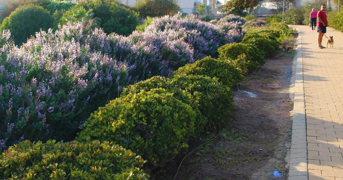 La primavera inunda Melilla de color