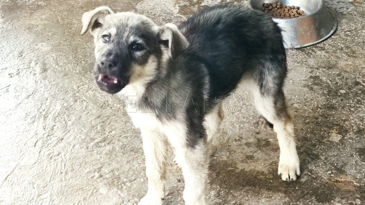 Detectado un nuevo caso de rabia en Melilla