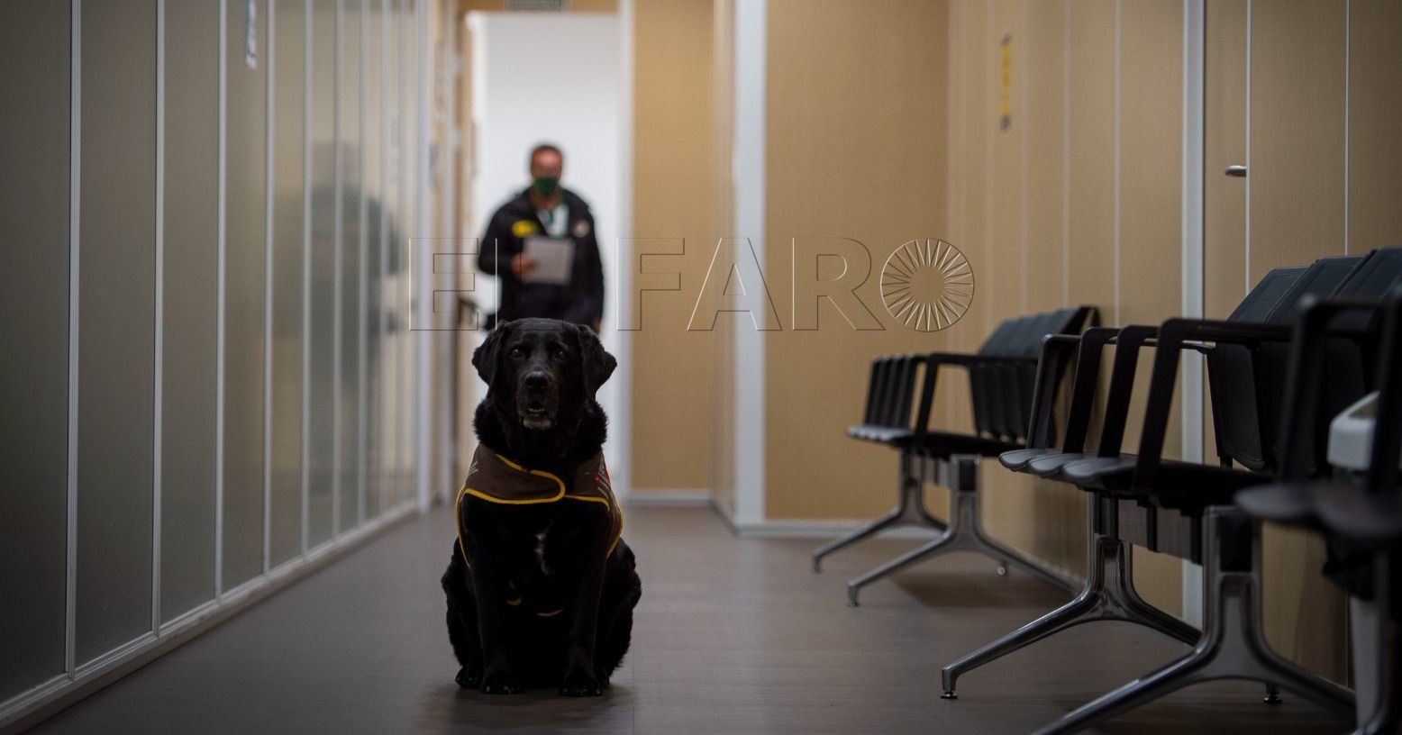 “El perro ayuda al niño que tiene que declarar en los Juzgados dado que le rebaja la tensión”