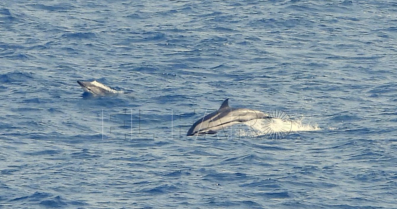 Cetáceos en el Mar de Alborán