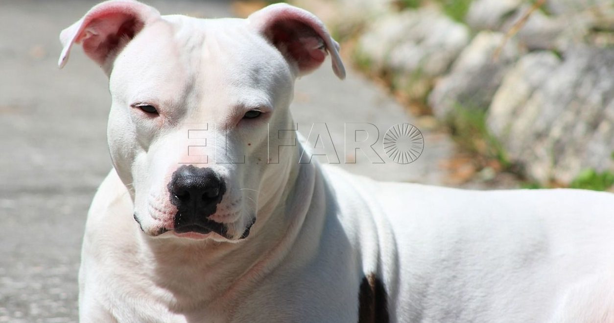 Un pitbull ataca un niño en Melilla y le desgarra un muslo