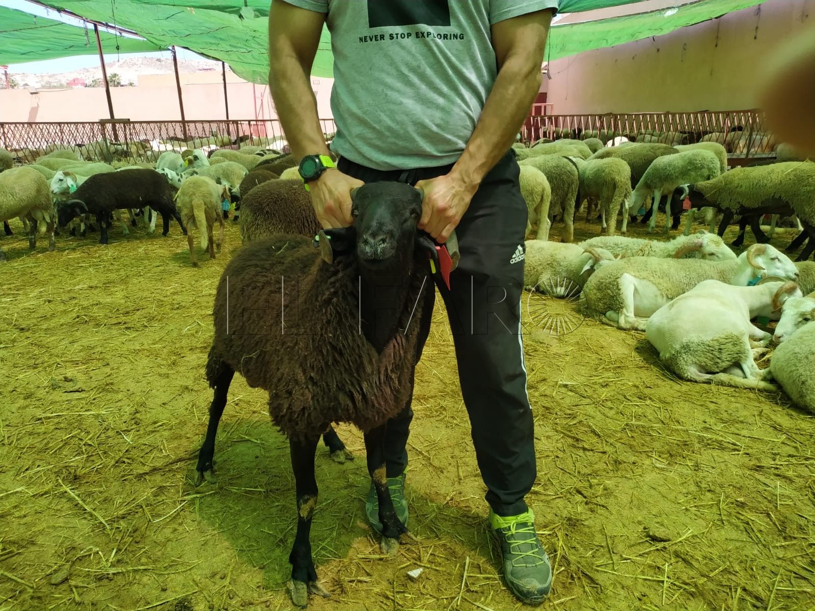 La Ciudad instalará cuatro puntos de asistencia para la Fiesta del Borrego